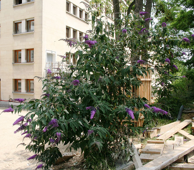 Colonisation d’un chantier par un Buddleja © JF. Coffin